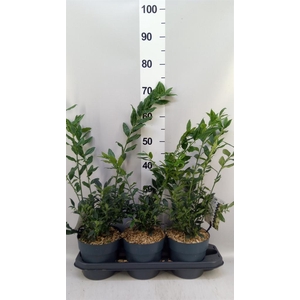 Sarcococca confusa