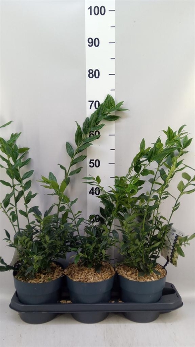 <h4>Sarcococca confusa</h4>