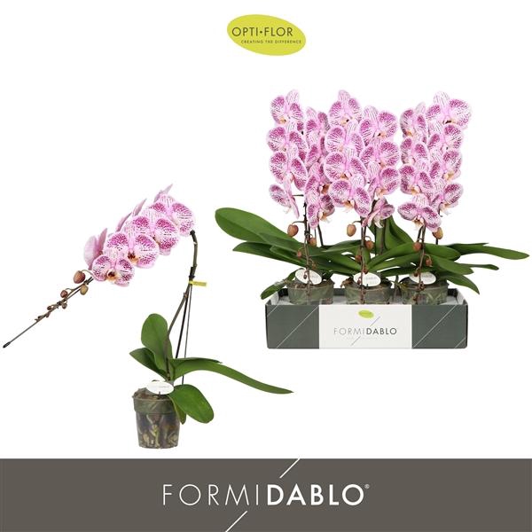 <h4>Phalaenopsis overig paars</h4>