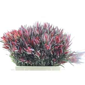 Leucad Fire Glow X 5