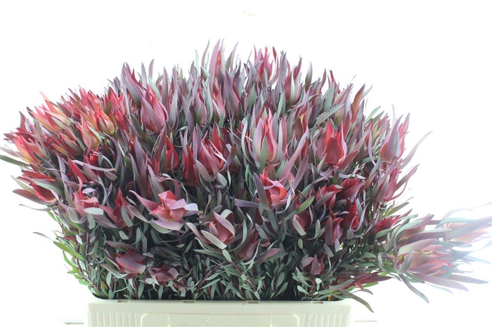 <h4>Leucad Fire Glow X 5</h4>