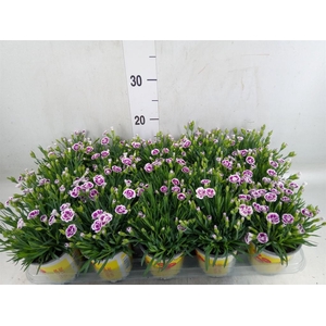 Dianthus allw. 'Lucky Lips Lena'