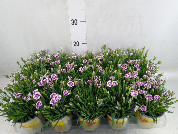 <h4>Dianthus allw. 'Lucky Lips Lena'</h4>