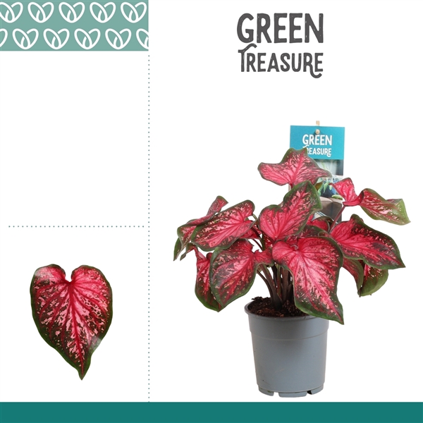 <h4>Caladium Scarlet Flame</h4>