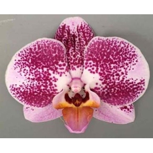 Limited | 109570 2 spike | Your Natural Orchid