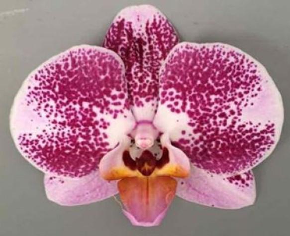 <h4>Limited | 109570 2 spike | Your Natural Orchid</h4>