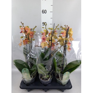 Phalaenopsis multi. 'FC SunsetLove'