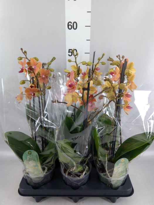 <h4>Phalaenopsis multi. 'FC SunsetLove'</h4>