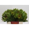Leucadendron Goldstrike