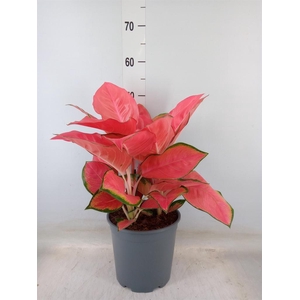Aglaonema   ...
