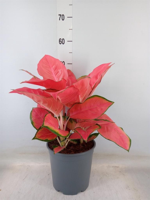 <h4>Aglaonema   ...</h4>