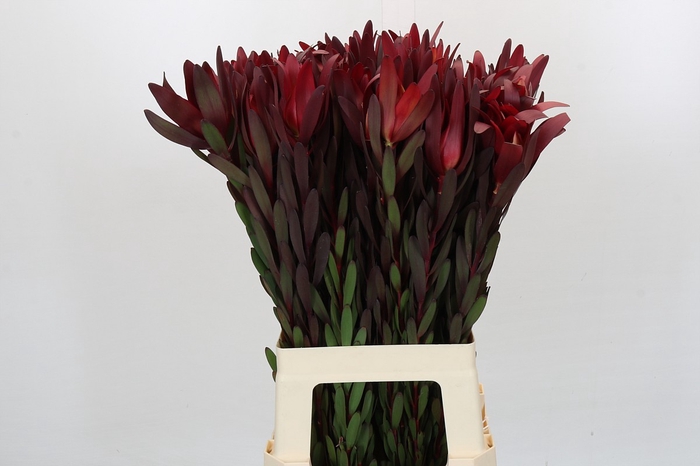 <h4>Leucadendron Saf Sunset Dark Red</h4>