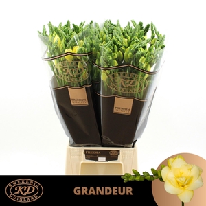 FR DU GRANDEUR