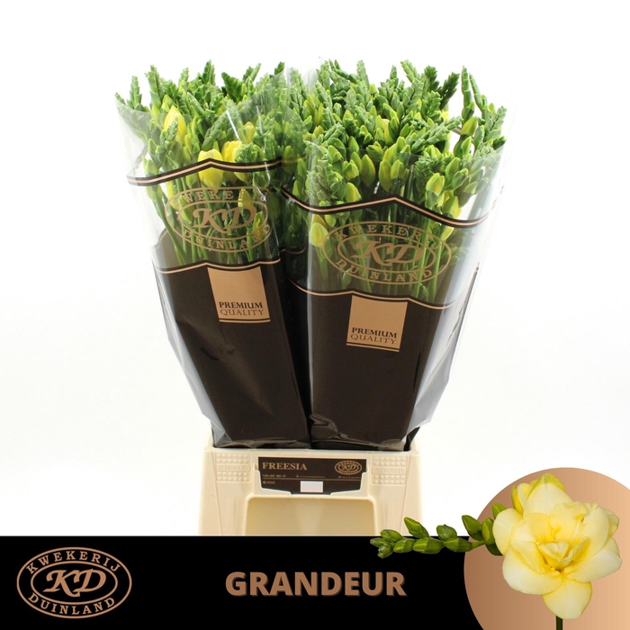 <h4>FR DU GRANDEUR</h4>