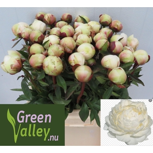PAEONIA DR F.G. BRETHOUR PAEO L DR