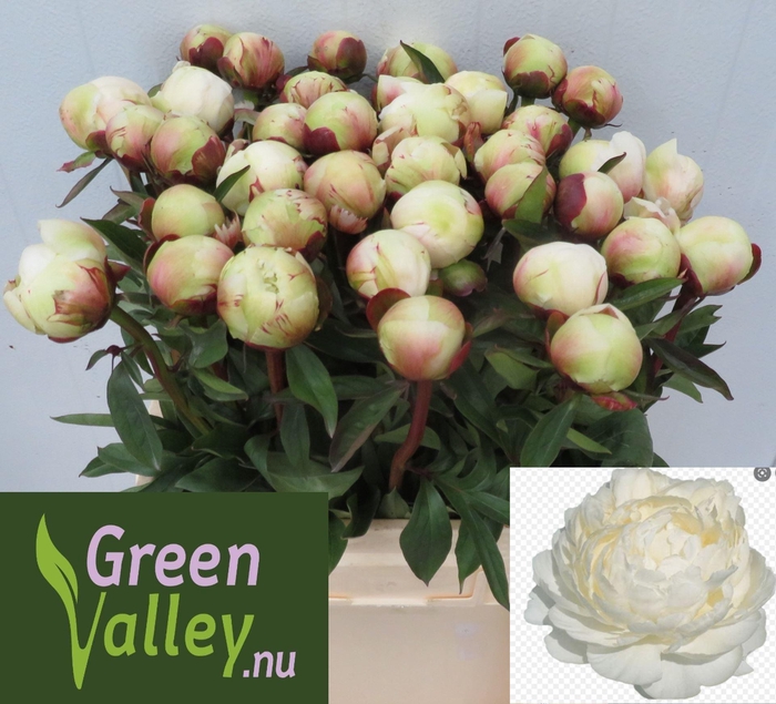 <h4>PAEONIA DR F.G. BRETHOUR PAEO L DR</h4>