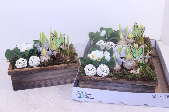 <h4>ARR TUINPLANTEN</h4>