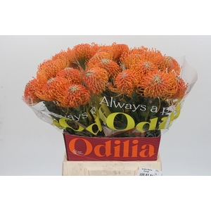 LEUCO AYOBA ORANGE