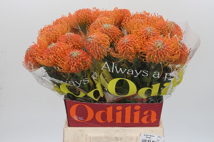 <h4>LEUCO AYOBA ORANGE</h4>
