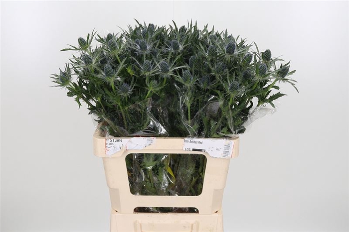 <h4>Eryn Pl Blue Glitt</h4>