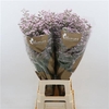 Limonium Safora Oshi Pink