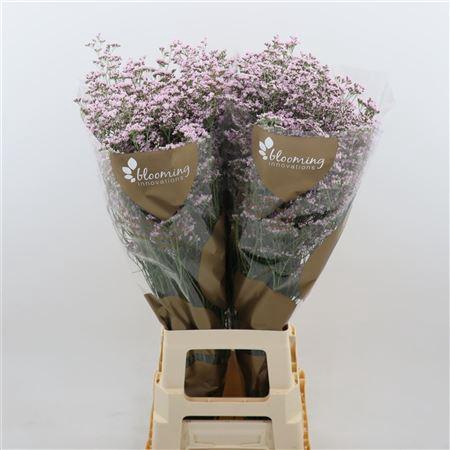 <h4>Limonium Safora Oshi Pink</h4>