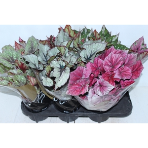 BEGONIA BELEAF P15 PO