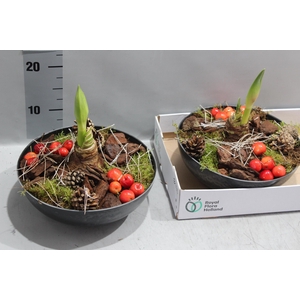 ARR HIPPEASTRUM