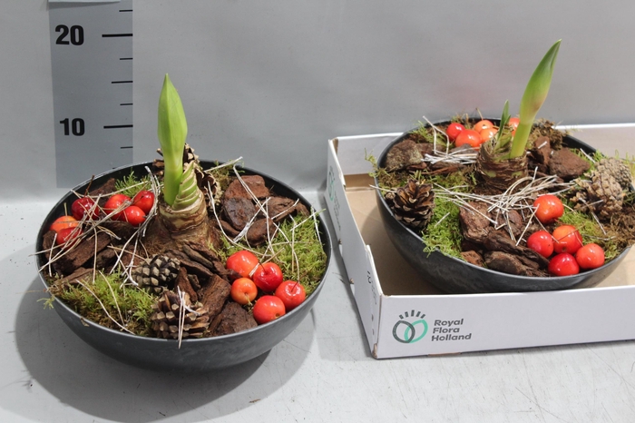 <h4>ARR HIPPEASTRUM</h4>