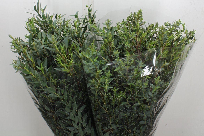 <h4>Euca Parvifolia Lang 400 Gr</h4>