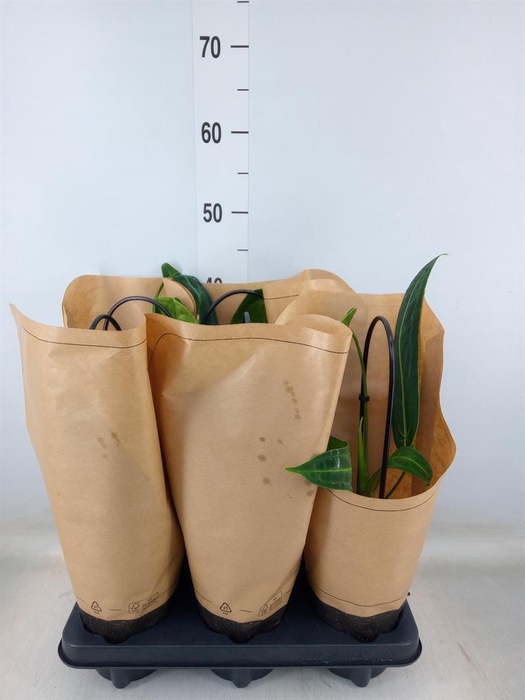 <h4>Anthurium   ...</h4>