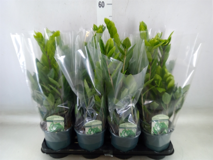 <h4>Zamioculcas zamiifolia</h4>
