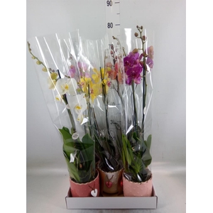 Phalaenopsis   ...mix