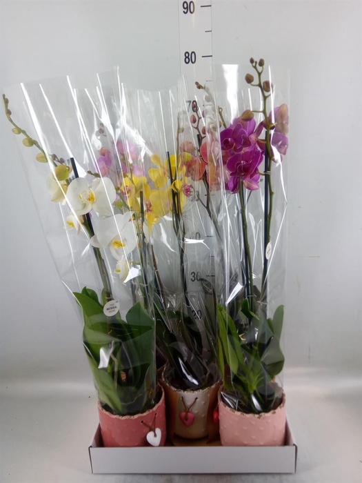 <h4>Phalaenopsis   ...mix</h4>