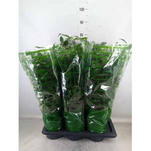 Ficus benja. 'Danielle'