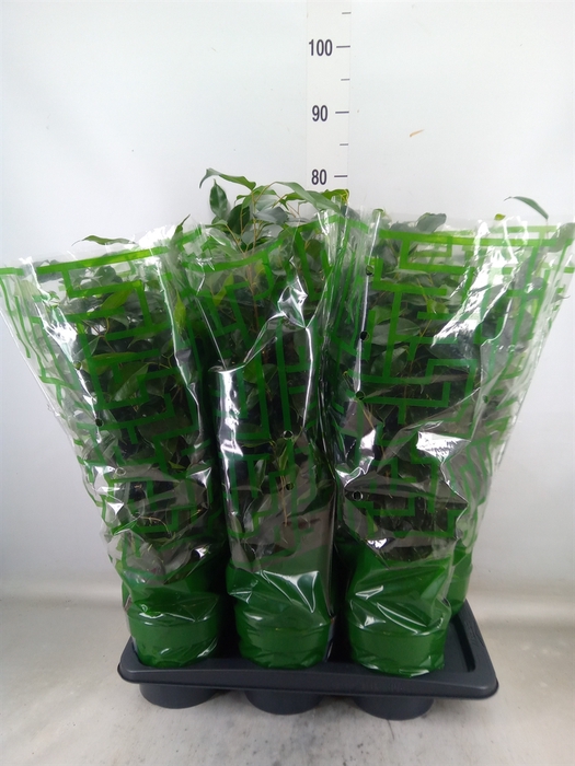 <h4>Ficus benja. 'Danielle'</h4>