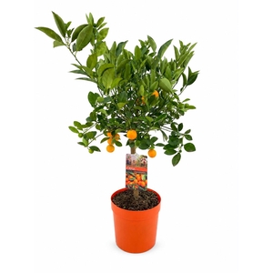 Citrus calamondin