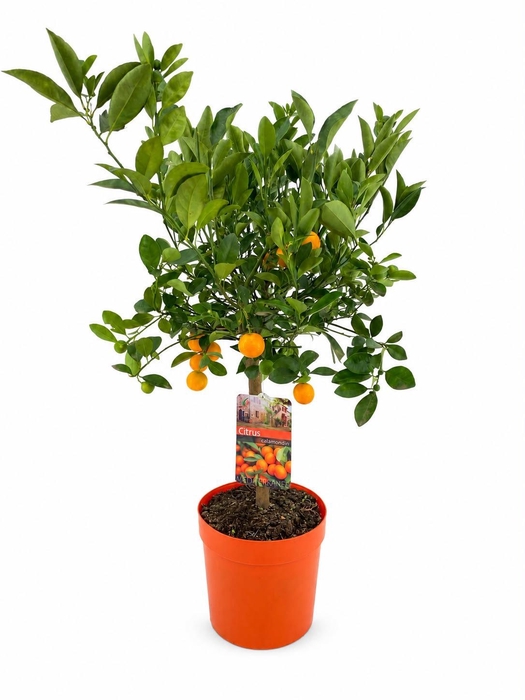 <h4>Citrus calamondin</h4>