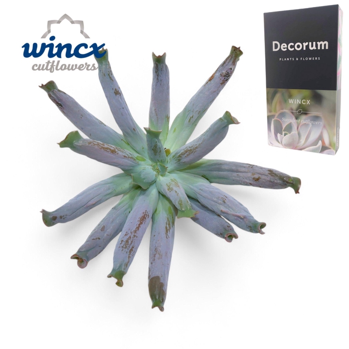 <h4>Echeveria Culebra Cutflower</h4>