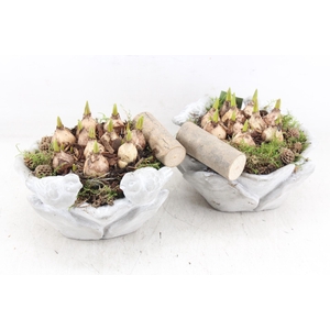 arr4 Muscari JS - Vogelschaal rond x4