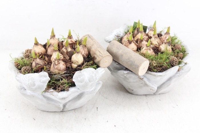 <h4>arr4 Muscari JS - Vogelschaal rond x4</h4>