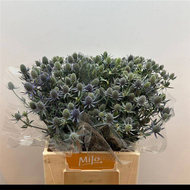 <h4>ERYN PL BLUE GLITT</h4>