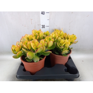 Crassula ovata 'Sunset'