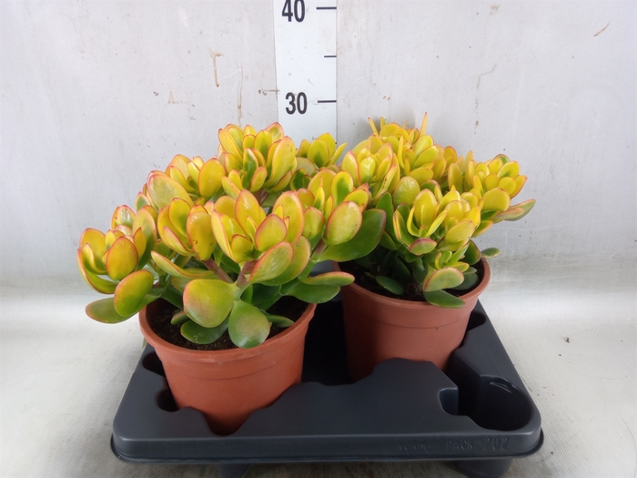 <h4>Crassula ovata 'Sunset'</h4>