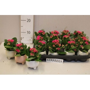 ARR KALANCHOE
