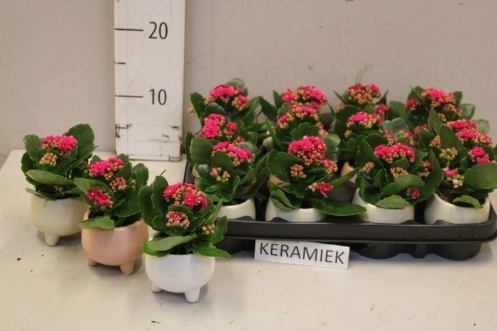 <h4>ARR KALANCHOE</h4>