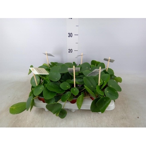 Pilea peperomioides