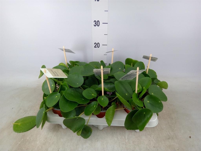 <h4>Pilea peperomioides</h4>