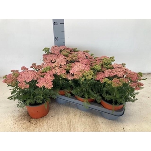 Achi Millefolium