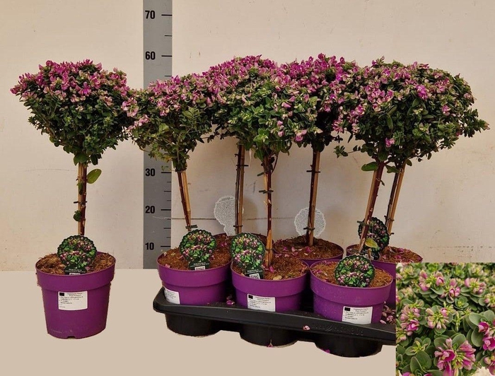 <h4>POLYGA DALMAISIANA</h4>